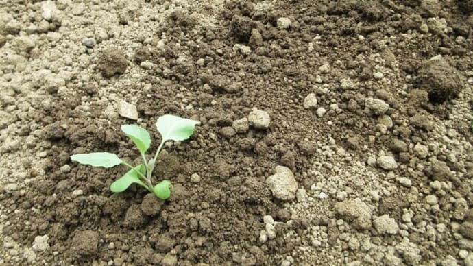 追加で播いた秋キャベツを植付け、同様にブロッコリーも