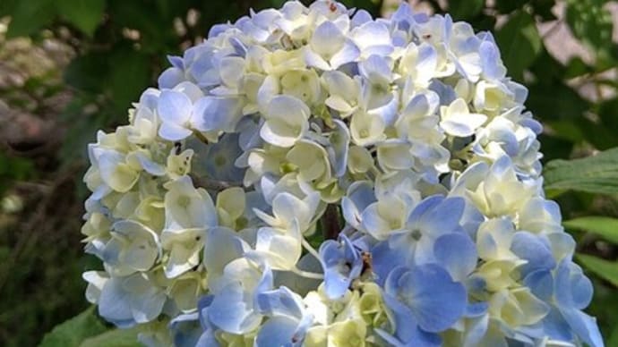 かざはやの里「紫陽花」続編(お断り含む)
