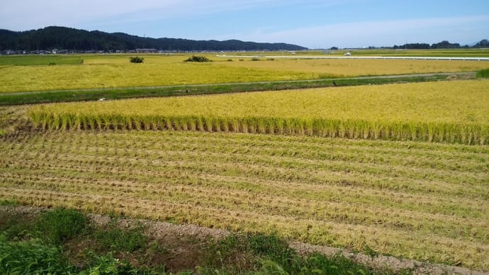 黄金色 越後平野を思う