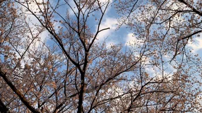 オサンポ walk - 植物plant: さくら満々 full of Sakura