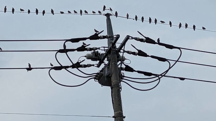 鳥害防止工事