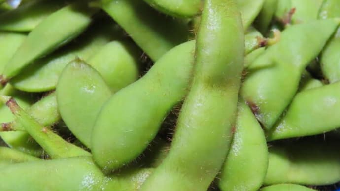 エダマメ・枝豆・えだまめ・EDAMAME 2024