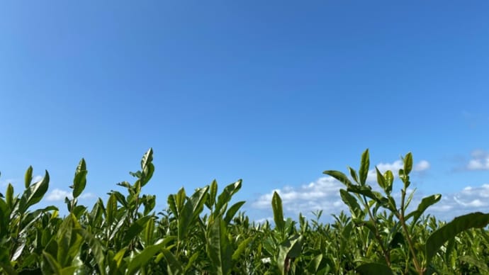 刈り番🌱