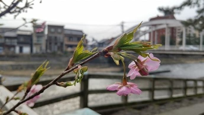 川沿い散歩