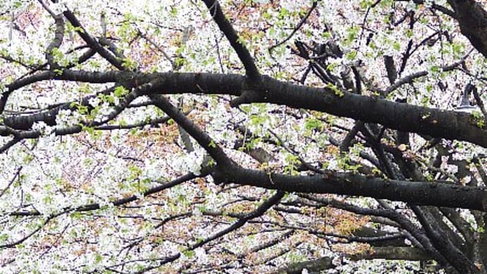 小雨の桜並木