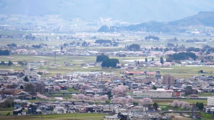 桜日記2025.4.25