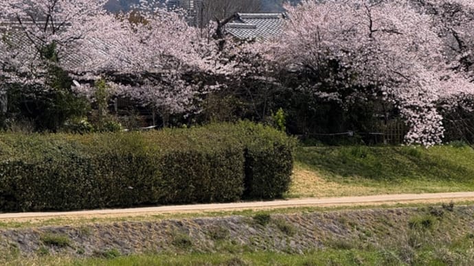 桜と大文字山