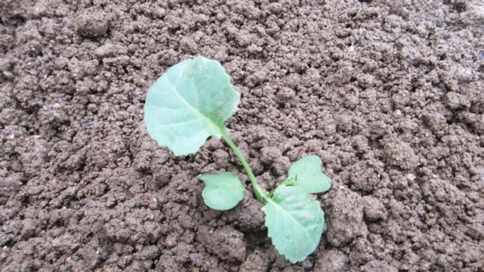 3回目となったブロッコリ-の植付け