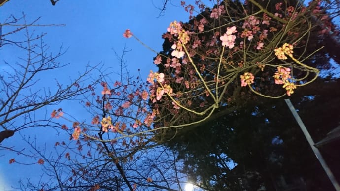 荏原神社の寒緋桜2020
