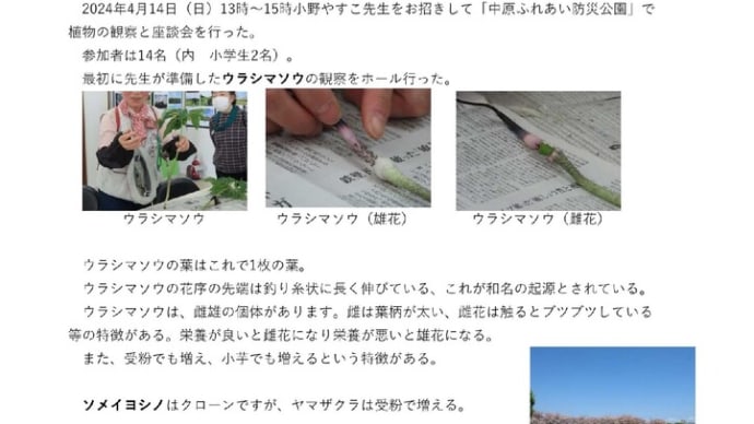 中原ふれあい防災公園 植物観察会