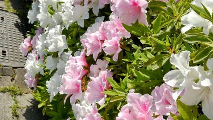 ツツジと藤の花
