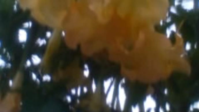 へりくだる者に恵みを賜う(ヤコブ4:6b)