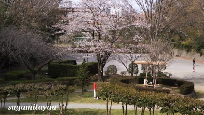 座間「かにが沢公園」桜と芝桜の競演!!