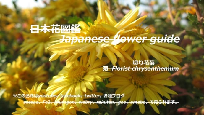 黄色い輝き?!Yellow glow? !!