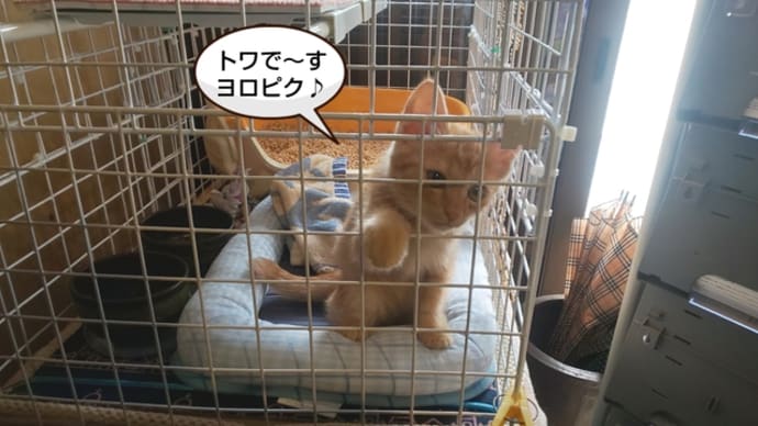 保護猫だったトワちゃんに会ってきました