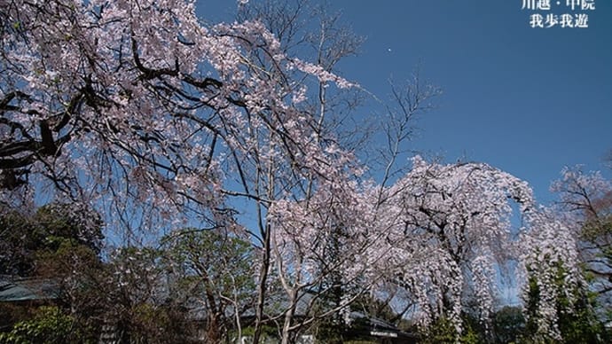 晴天に桜の共演。