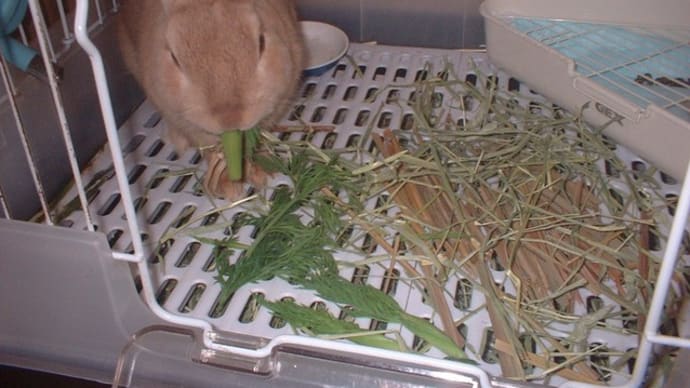 マロンで~す🐇です!曇り空、元気ですよ~