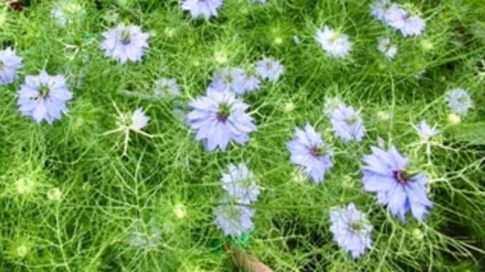 庭に咲く花 クロタネソウ