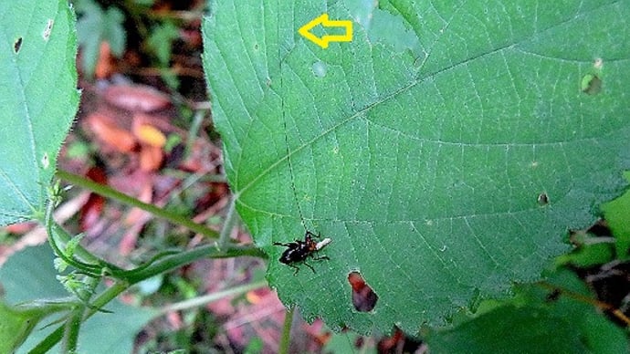 昆虫観察 ヒゲナガ自慢の虫さん、ササキリ、ヤブキリ、他。
