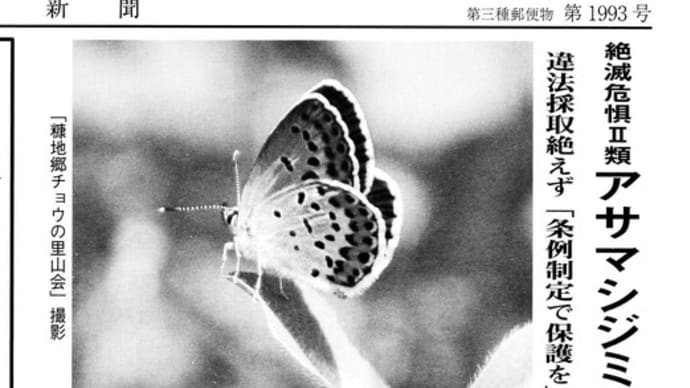 アサマシジミの保護活動 市議会の議題に