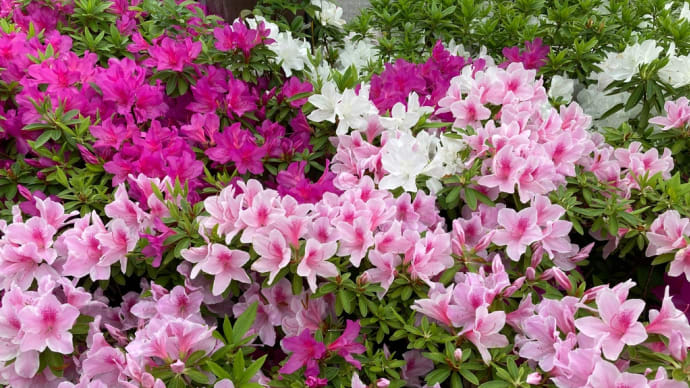 ピンク🩷色の花も、ついつい、ラブリーで撮影しちゃい気味❣️