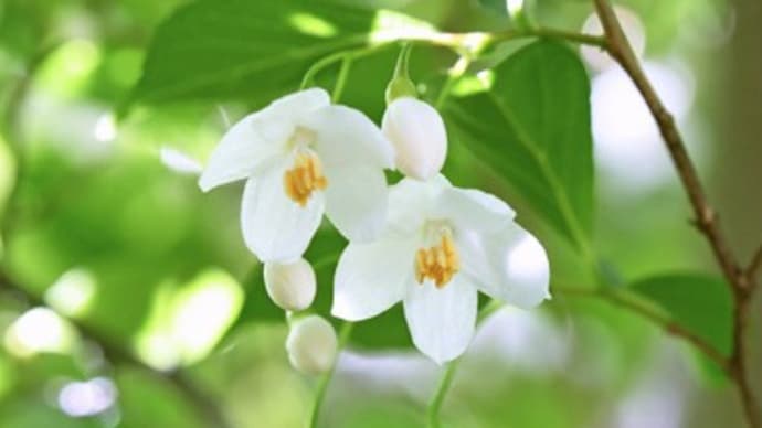 青葉山荘の小さな花たち(その四)〜えごの木の花