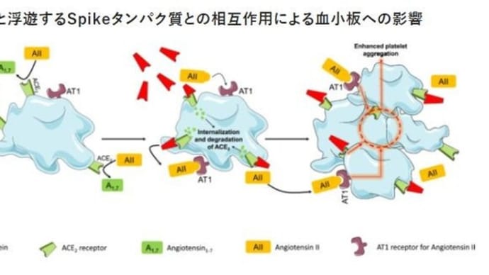 コロナワクチン接種後にスパイクタンパク質のサブユニットは、血小板のACE2に結合し血小板凝集