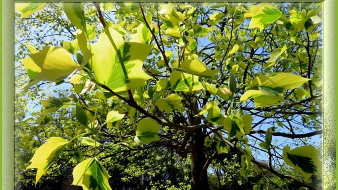 池周りの植物たち