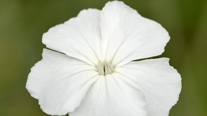 庭のスイセンノウ（２）白花