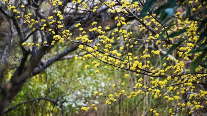 ゆいの花公園