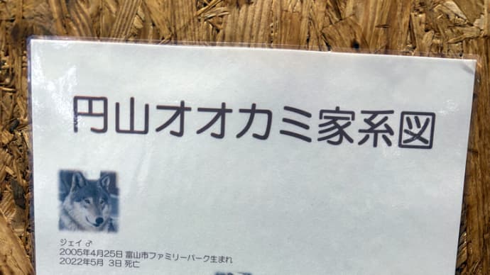 円山動物園のオオカミは平川動物園公園