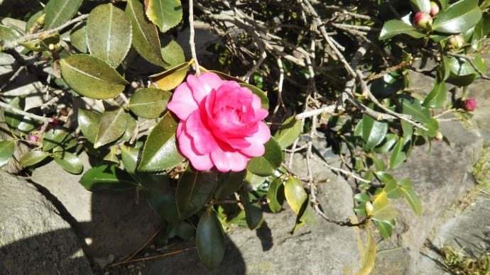 サザンカ 山茶花の宿に困りし侘び姿