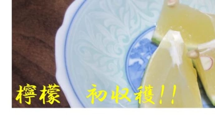 菜園日誌〈レモン:第3報〉(*'▽')!!レモンの収穫始めました🍋