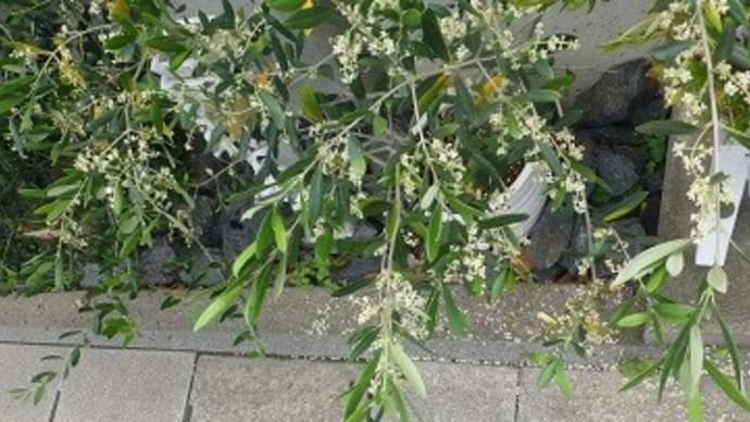 オリーブは花盛り