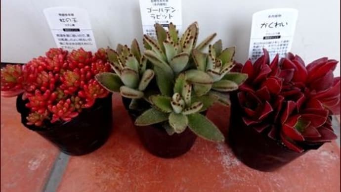 結局多肉★庭の植物でリース★制作者は88歳
