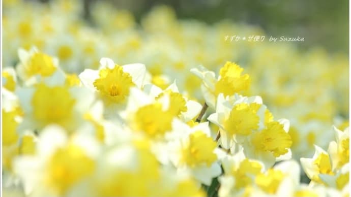 輝く水仙