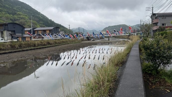 湯浦川の鯉のぼり 湯浦活性化協議会