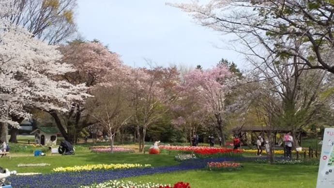 楽園2024　桜とチューリップの競演