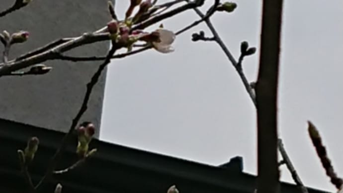 春を表す言葉