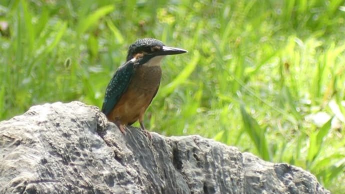 カワセミ 親子、ヒメアマツバメ