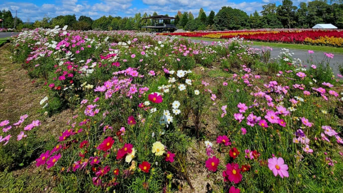この台風で今シーズンの秋桜は終わりです