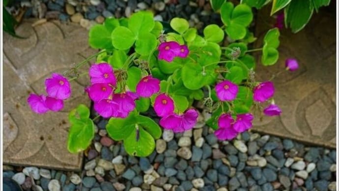 庭の花