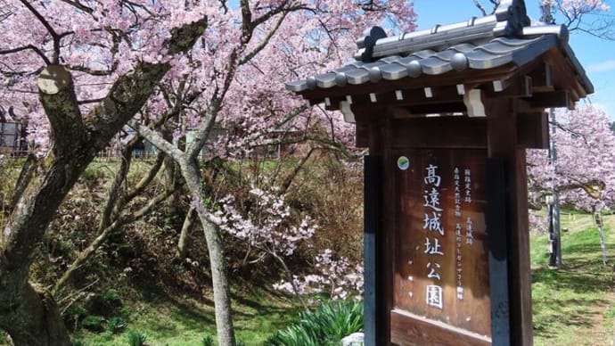 2025 高遠城址公園 さくら祭り