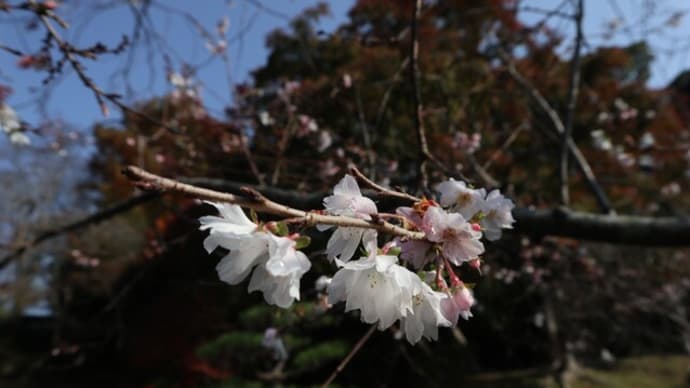 離宮公園（５）～須磨離宮植物園・志らはま鮨 