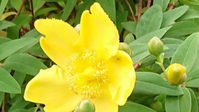 庭の花達　金糸梅・シモツケ他