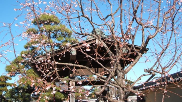 近所の寺の冬桜と松屋のビーフシチュー
