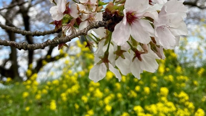 吉見さくら堤公園