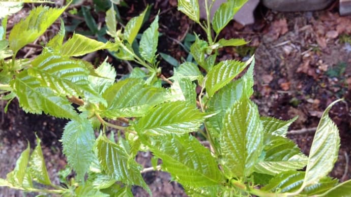 庭に植えた河津桜の苗木が一年で開花。