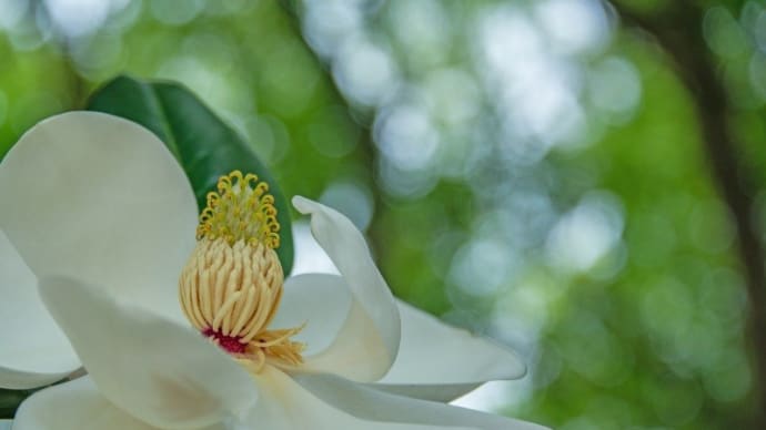 タイサンボクの花