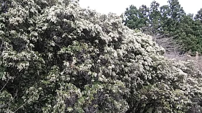 雑木林シリーズ10　馬酔木(あしび)の花
